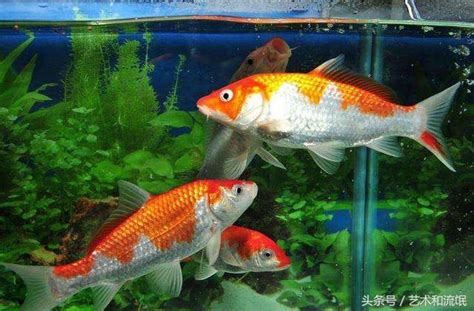 魚的數量 風水|陽宅風水【養風水魚】要養幾多條？